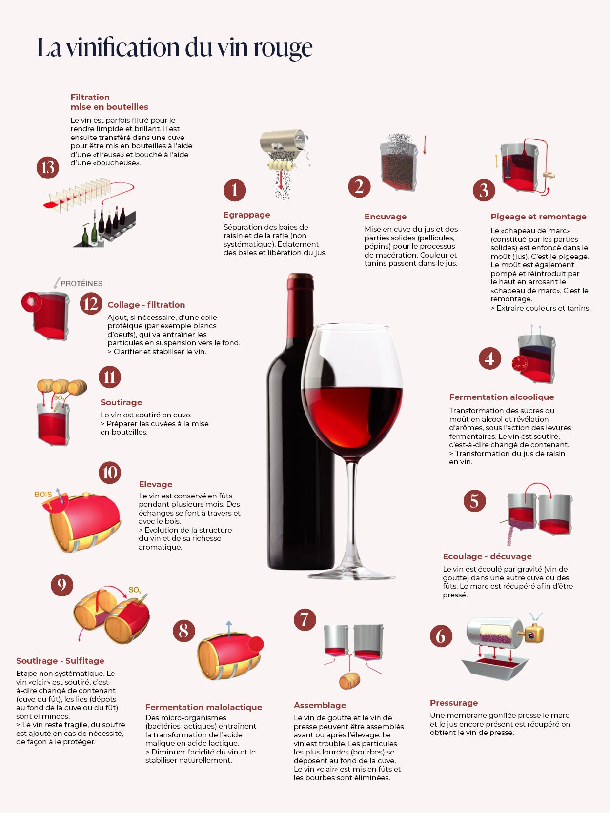 Vinification : Comment est fait le vin ?